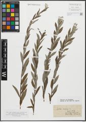Foto von Salix repens L.